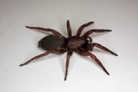 Scotophaeus scutulatus