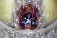 Scotophaeus scutulatus