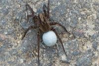 Alopecosa pulverulenta