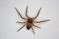 Philodromus dispar