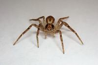 Philodromus dispar