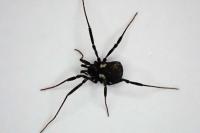 Nemastoma bimaculatum