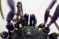 Nemastoma bimaculatum