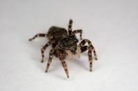 Pseudeuophrys erratica