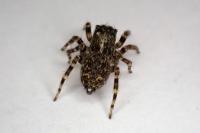 Pseudeuophrys erratica