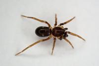 Phrurolithus