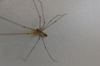 Pholcus phalangioides