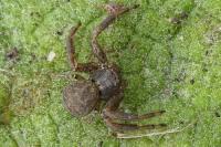 Xysticus