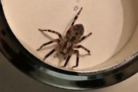 Zoropsis spinimana