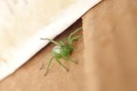 Micrommata ligurina