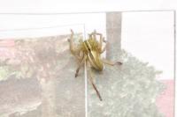 Micrommata ligurina