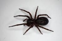 Amaurobius ferox