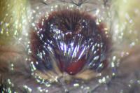 Amaurobius ferox