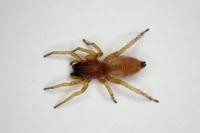 Clubiona brevipes