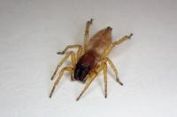 Clubiona brevipes