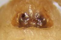 Clubiona brevipes