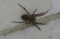 Zoropsis spinimana