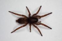 Haplodrassus