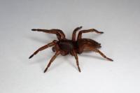 Haplodrassus
