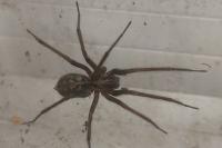 Eratigena