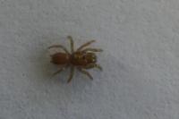 Atypus