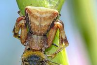 Pistius truncatus