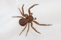 Xysticus