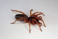 Dysdera erythrina