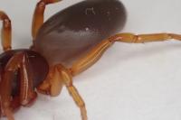 Dysdera erythrina