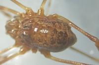 Rilaena triangularis