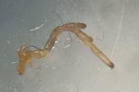 Rilaena triangularis