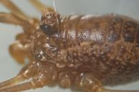 Rilaena triangularis