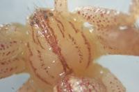 Micrommata virescens