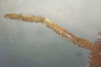 Micrommata virescens