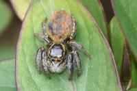 Carrhotus xanthogramma