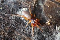 Dysdera