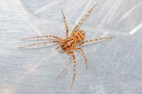 Scytodes thoracica