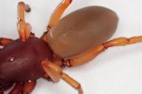Dysdera crocata