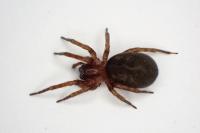 Amaurobius erberi