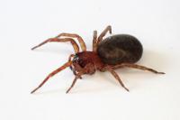 Amaurobius erberi
