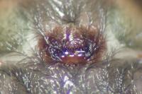Amaurobius erberi