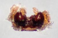 Amaurobius erberi