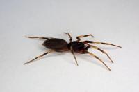 Harpactea hombergi