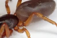 Dysdera erythrina