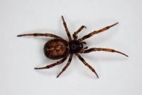 Steatoda bipunctata