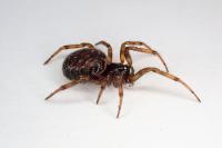Steatoda bipunctata