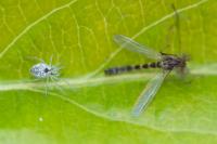 Nigma puella