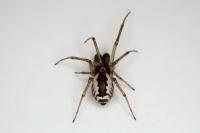 Frontinellina frutetorum