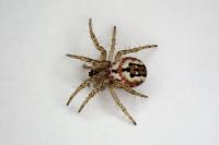 Mangora acalypha