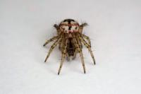 Mangora acalypha